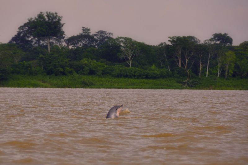 Bekommt man nur selten zu Gesicht: der Amazonasdelfin
