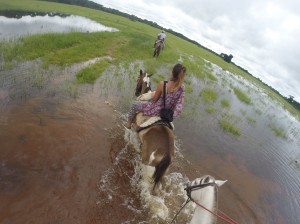 Nordpantanal Pferd Cuiaba
