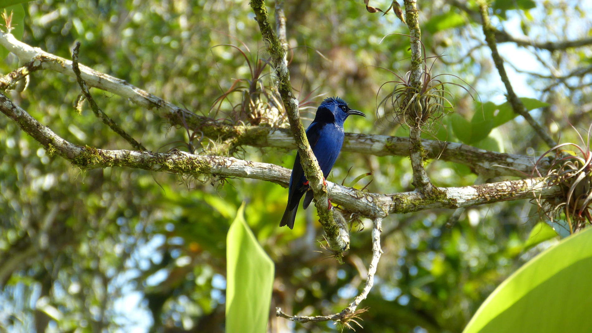 costa-rica-fauna-13web – Reallatino Tours Blog