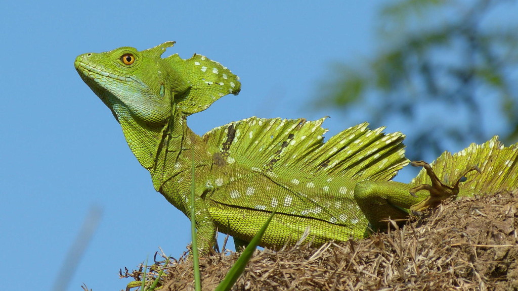 Stirnlappenbasilisk